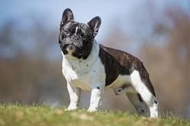 French Bulldog Dog