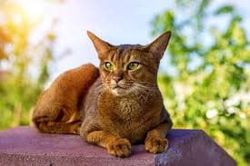 Abyssinian Cat