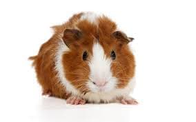 Abyssinian Guinea Pig