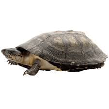 African Sideneck Turtle