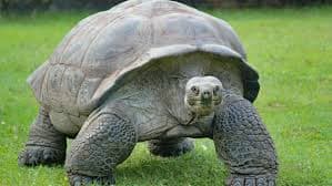 Aldabra Tortoise