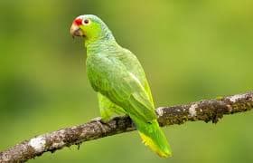 Amazon Parrot