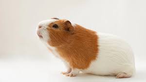 American Guinea Pig