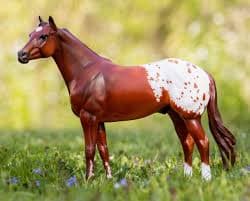 Appaloosa Horse