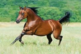 Arabian Horse