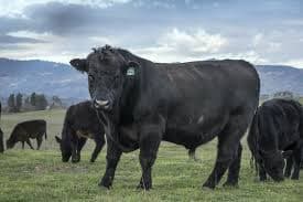 Angus Cow