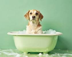 Pet Bath Tub