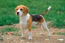 Beagle Dog
