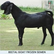 Beetal Goat