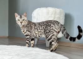Bengal Cat