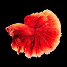 Betta Fish