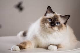 Birman Cat
