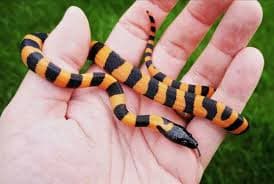 Bismarck Ringed Python