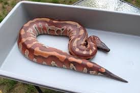 Blood Python