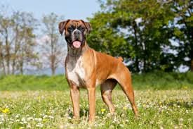 Boxer Dog