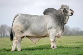 Brahman Cow