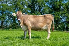 Brown Swiss Cow