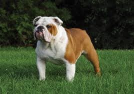 Bulldog Dog