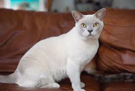 Burmese Cat