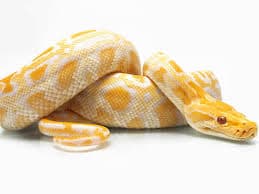 Burmese Python