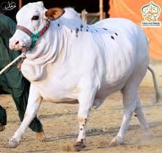 Cholistani Cow