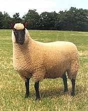 Clun Forest Sheep
