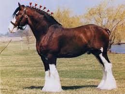 Clydesdale Horse