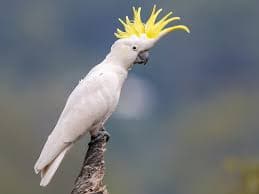 Cockatoo Parrot