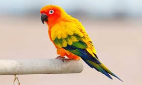 Conure Parrot