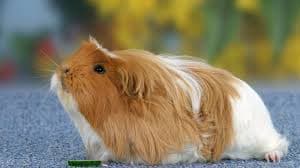 Coronet Guinea Pig