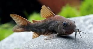 Corydoras Catfish