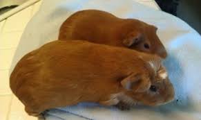 Cuy Guinea Pig