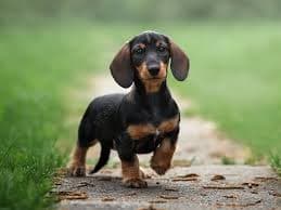 Dachshund Dog