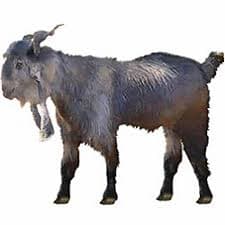 Dera Din Panah Goat
