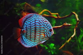 Discus Fish