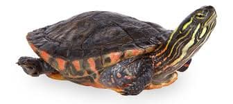 Eastern Painted Turtle