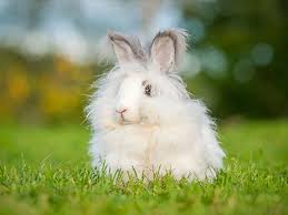 English Angora Rabbit