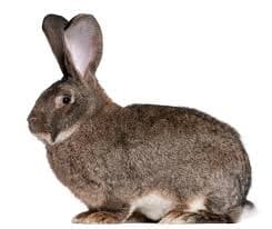 Flemish Giant Rabbit