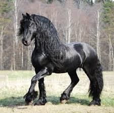 Friesian Horse