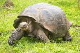 Galápagos Tortoise