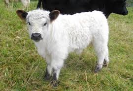 Galloway Cow