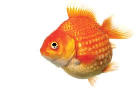 Goldfish