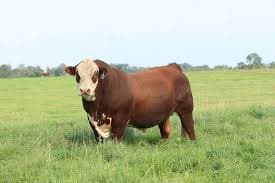 Hereford Cow