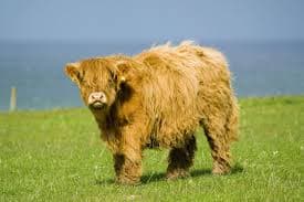 Highland Cow