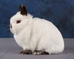 Himalayan Dutch Rabbit