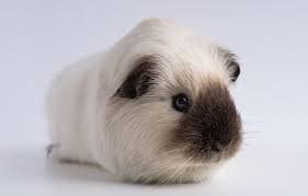 Himalayan Guinea Pig