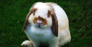 Holland Lop Rabbit