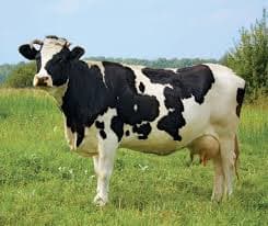 Holstein Cow