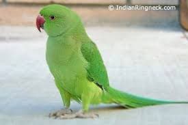 Indian Ringneck Parrot