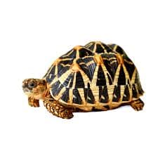 Indian Star Tortoise